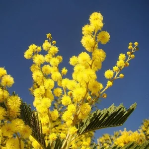 Mimosa Wattle Seedling Live Plant - Acacia Baileyana Tree, 3-5 Inch Tall, 4 Inch Pot, Yellow Flowers - Image 6