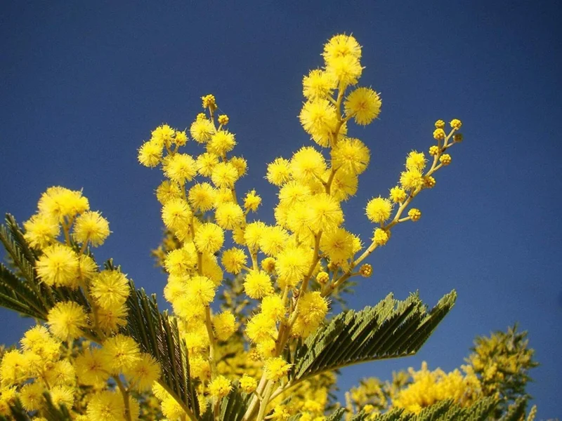 Mimosa Wattle Seedling Live Plant - Acacia Baileyana Tree, 3-5 Inch Tall, 4 Inch Pot, Yellow Flowers - Image 6