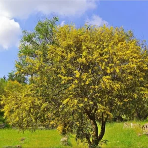 Mimosa Wattle Seedling Live Plant - Acacia Baileyana Tree, 3-5 Inch Tall, 4 Inch Pot, Yellow Flowers - Image 7
