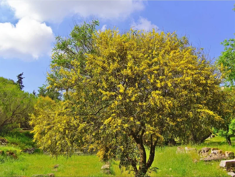 Mimosa Wattle Seedling Live Plant - Acacia Baileyana Tree, 3-5 Inch Tall, 4 Inch Pot, Yellow Flowers - Image 7