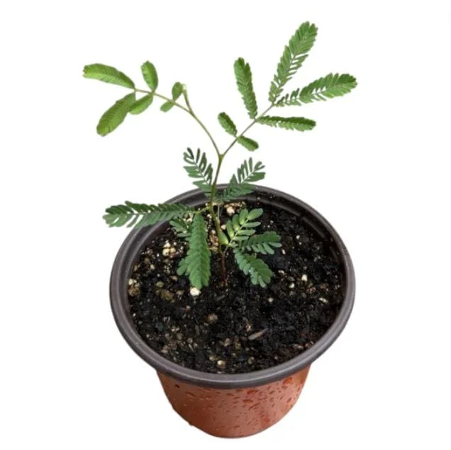Mimosa Wattle Seedling Live Plant - Acacia Baileyana Tree, 3-5 Inch Tall, 4 Inch Pot, Yellow Flowers - Image 8