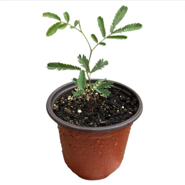 Mimosa Wattle Seedling Live Plant - Acacia Baileyana Tree, 3-5 Inch Tall, 4 Inch Pot, Yellow Flowers - Image 9