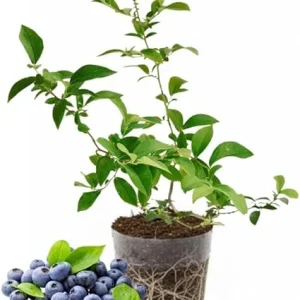 Mini Blue Blueberry Plant Live - 4-8 Inch Starter Bush for Garden or Patio - Image 3