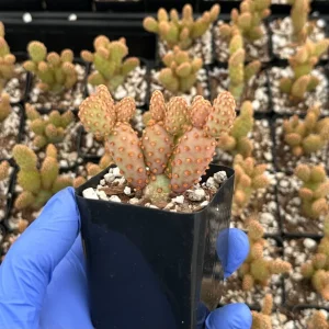 Mini Cinnamon Cactus Live Plant - Opuntia Rufida Minima - 2 inch Pot - Red Cactus - Image 2