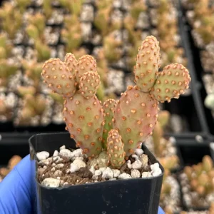 Mini Cinnamon Cactus Live Plant - Opuntia Rufida Minima - 2 inch Pot - Red Cactus - Image 3