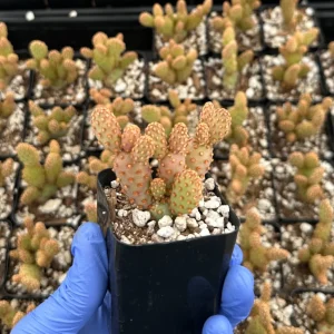 Mini Cinnamon Cactus Live Plant - Opuntia Rufida Minima - 2 inch Pot - Red Cactus - Image 4