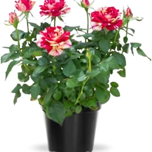 Miniature Rose Bush Live Plant - White Flowers in 3