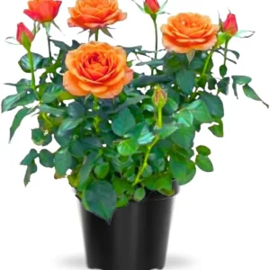 Miniature Rose Bush Live Plant - White Flowers in 3