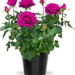 Miniature Rose Bush Live Plant - White Flowers in 3