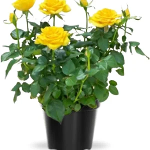 Miniature Rose Bush Live Plant - White Flowers in 3