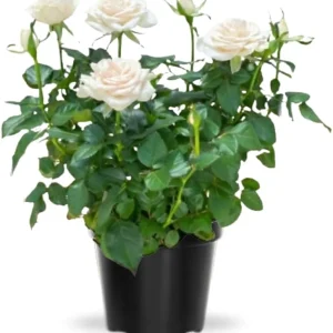 Miniature Rose Bush Live Plant - White Flowers in 3