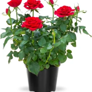 Miniature Rose Bush Live Plant - White Flowers in 3