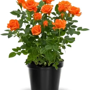 Miniature Rose Plant, Live 3” Potted, Compact Flowering Bush, Red Pink - Image 3