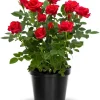 Miniature Rose Plant, Live 3” Potted, Compact Flowering Bush, Red Pink - Image 1