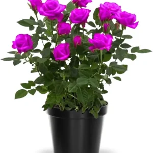 Miniature Rose Plant, Live 3” Potted, Compact Flowering Bush, Red Pink - Image 4