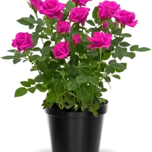 Miniature Rose Plant, Live 3” Potted, Compact Flowering Bush, Red Pink - Image 5