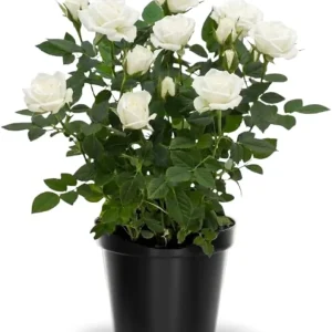 Miniature Rose Plant, Live 3” Potted, Compact Flowering Bush, Red Pink - Image 7