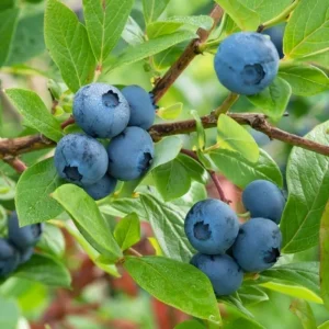 Misty Blueberry Plant Live for Planting, 4-7 inch, Cold Hardy Southern Highbush - Image 11