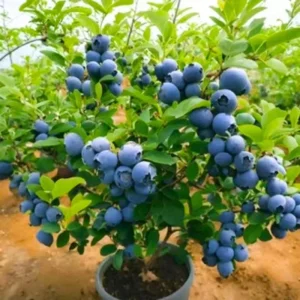 Misty Blueberry Plant Live for Planting, 4-7 inch, Cold Hardy Southern Highbush - Image 12