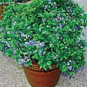 Misty Blueberry Plant Live for Planting, 4-7 inch, Cold Hardy Southern Highbush - Image 13
