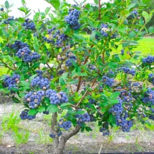 Misty Blueberry Plant Live for Planting, 4-7 inch, Cold Hardy Southern Highbush - Image 16