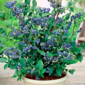 Misty Blueberry Plant Live for Planting, 4-7 inch, Cold Hardy Southern Highbush - Image 2
