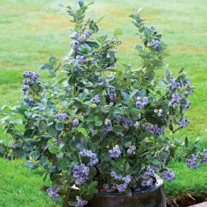 Misty Blueberry Plant Live for Planting, 4-7 inch, Cold Hardy Southern Highbush - Image 4