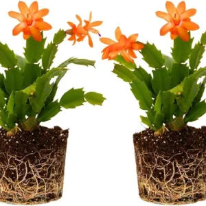 Mix Christmas Cactus Plants – 2 Live Holiday Succulents – 4-6 Inch Bare Root - Image 2