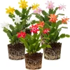 Mix Christmas Cactus Plants – 2 Live Holiday Succulents – 4-6 Inch Bare Root - Image 1