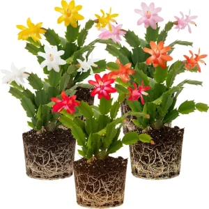 Mix Christmas Cactus Plants – 2 Live Holiday Succulents – 4-6 Inch Bare Root - Image 1
