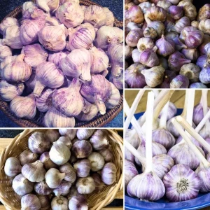 Mix Garlic Bulbs for Planting - 1 Lb Hardy Hardneck Garlic for Home Garden - Image 1