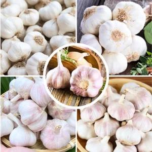 Mix Hardneck Garlic Bulbs for Planting – 1 Pound, High-Yield, Zones 3-10 - Image 4