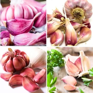 Mix Hardneck Garlic Bulbs for Planting – 1 Pound, High-Yield, Zones 3-10 - Image 7