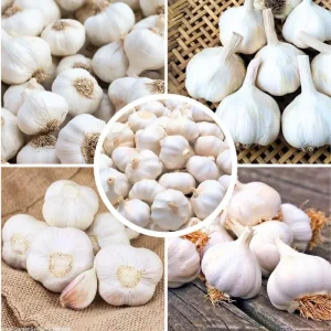 Mix Hardneck Garlic Bulbs for Planting – 1 Pound, High-Yield, Zones 3-10 - Image 8