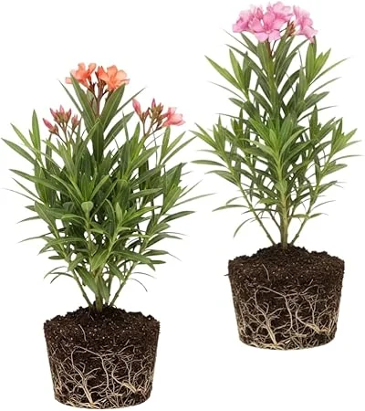 Mix Oleander Live Plant – 2 Pack, 5-7 Inches Tall Flowering Shrub, Outdoor - Image 4