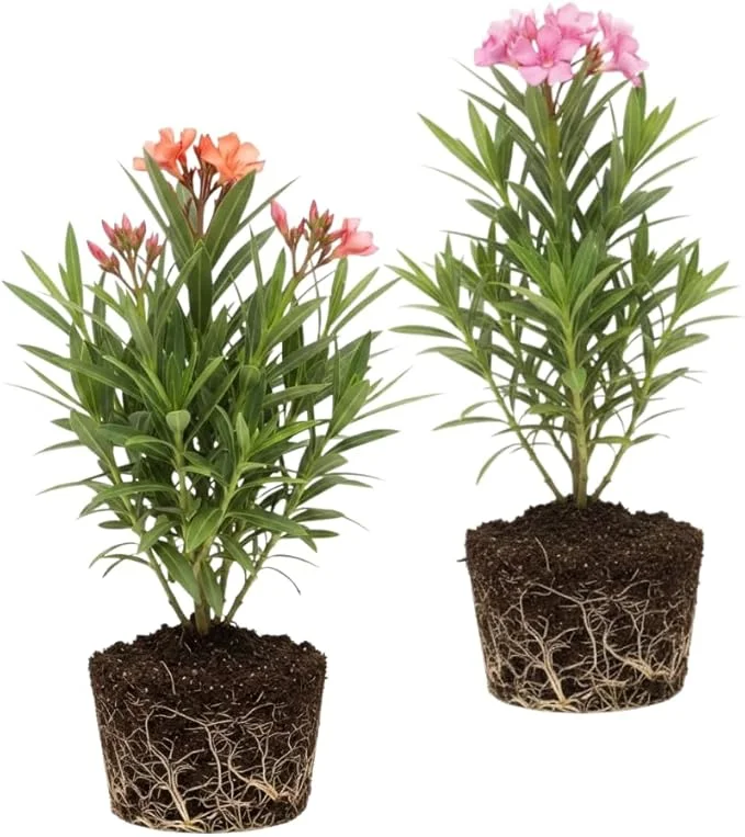 Mix Oleander Live Plant – 2 Pack, 5-7 Inches Tall Flowering Shrub, Outdoor - Image 5