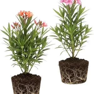 Mix Oleander Live Plant – 2 Pack, 5-7 Inches Tall Flowering Shrub, Outdoor - Image 1