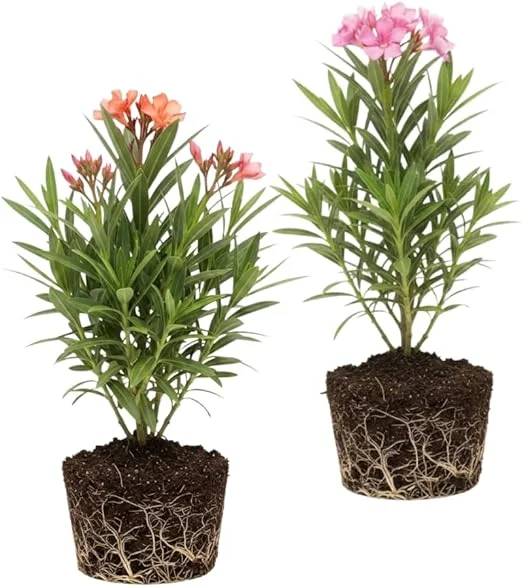 Mix Oleander Live Plant – 2 Pack, 5-7 Inches Tall Flowering Shrub, Outdoor - Image 1