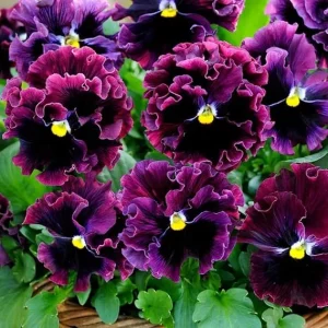 Mix Pansy Flower Plants 3-6 Inches - Live Perennial for Garden & Containers, Multicolor - Image 7