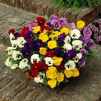 Mix Pansy Live Plants - Colorful Blooms for Garden & Containers, 3-5 Inches - Image 3