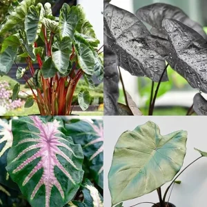 Mixed Colocasia Live Plants – Elephant Ear Foliage – 4 Pack – 4-8 Inch Tall - Image 6