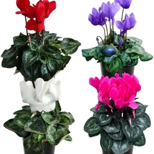 Mixed Cyclamen Live Plant 4