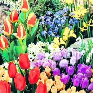 Mixed Flower Bulbs for Fall Planting - 50 Count, 5 Varieties, 50 Days of Blooms - Image 2