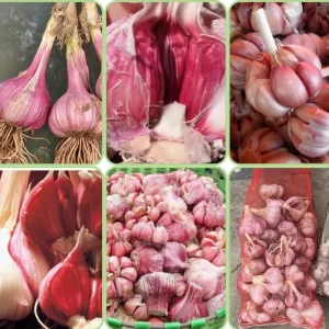 Mixed Garlic Bulbs for Planting – 1/2 LB High Yield Hardneck Seeds – Cold Hardy Zones 3-8 - Image 2