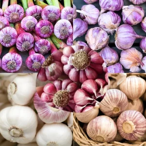 Mixed Garlic Bulbs for Planting – 1/2 LB High Yield Hardneck Seeds – Cold Hardy Zones 3-8 - Image 4