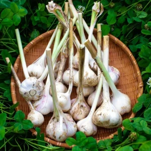 Mixed Garlic Bulbs for Planting – 1/2 LB High Yield Hardneck Seeds – Cold Hardy Zones 3-8 - Image 5