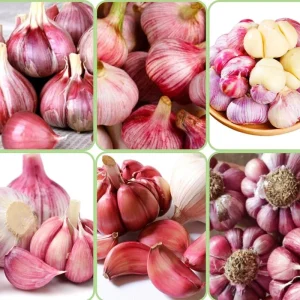 Mixed Garlic Bulbs for Planting – 1/2 LB High Yield Hardneck Seeds – Cold Hardy Zones 3-8 - Image 7
