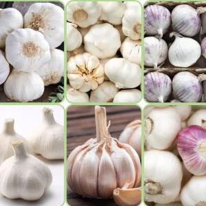 Mixed Garlic Bulbs for Planting – 1/2 LB High Yield Hardneck Seeds – Cold Hardy Zones 3-8 - Image 8