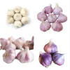 Mixed Garlic Bulbs for Planting – Hardneck Garlic Tubers – 0.5 Pound - Image 1