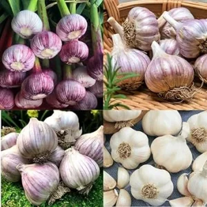 Mixed Garlic Bulbs for Planting - Hardneck & Softneck, 1 Pound, Outdoors - Image 4